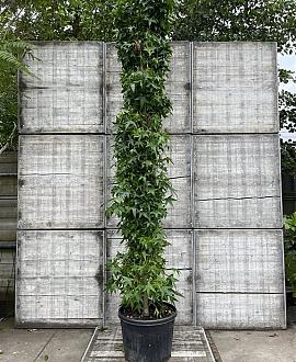Liquidambar s. 'SlenderSilhouette' Pot 110 liter 400 - 450 cm