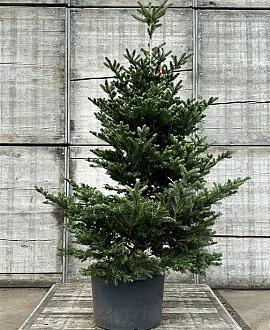 Abies koreana Pot 70 Liter 175 - 200 cm