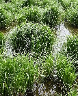 Carex sylvatica Pot 9 cm