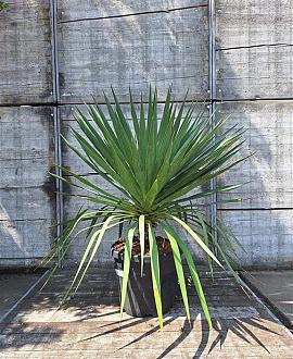 Yucca gloriosa Pot 30 Liter 125 - 150 cm
