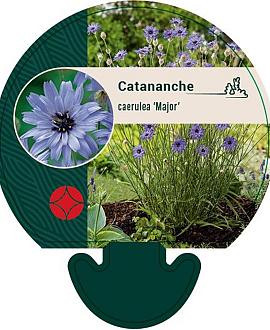 Catananche caerulea 'Major' Pot 9 cm
