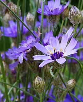 Catananche caerulea 'Major' Pot 9 cm