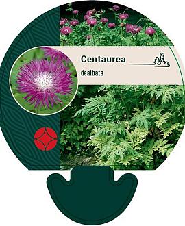 Centaurea dealbata Pot 9 cm