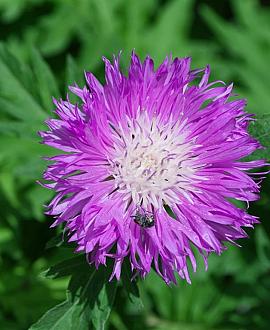 Centaurea dealbata Pot 9 cm