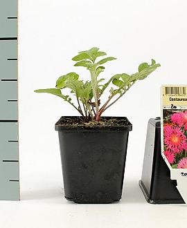 Centaurea dealbata Pot 9 cm