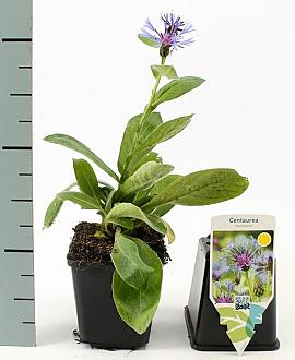 Centaurea montana Pot 9 cm