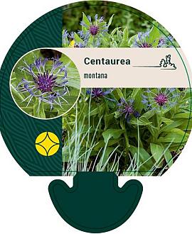 Centaurea montana Pot 9 cm