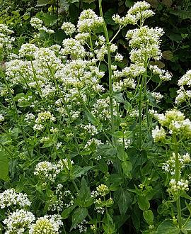 Centranthus ruber 'Albus' Pot 9 cm