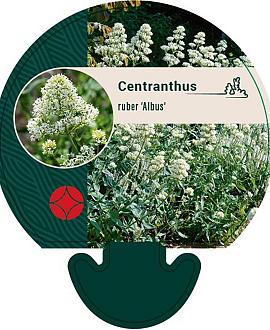 Centranthus ruber 'Albus' Pot 9 cm