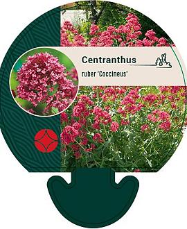 Centranthus ruber 'Coccineus' Pot 9 cm