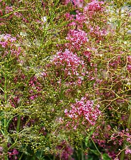 Centranthus ruber 'Coccineus' Pot 9 cm