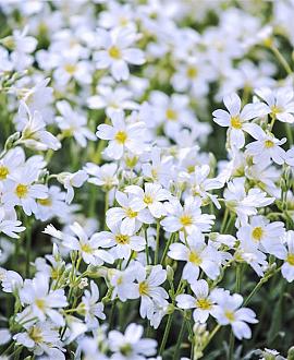 Cerastium tomentosum Pot 9 cm