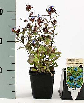 Ceratostigma plumbaginoides Pot 9 cm