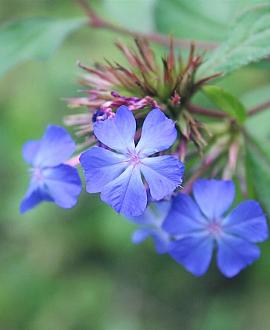 Ceratostigma plumbaginoides Pot 9 cm