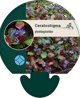 Ceratostigma plumbaginoides Pot 9 cm