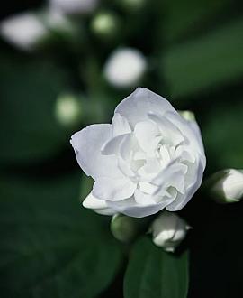 Philadelphus 'Snowbelle' Pot 5 Liter 