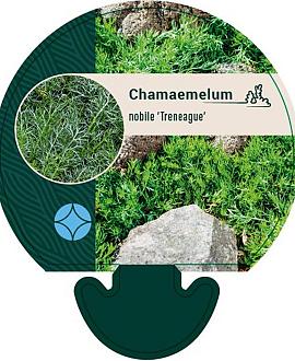 Chamaemelum nobile 'Treneague' Pot 9 cm