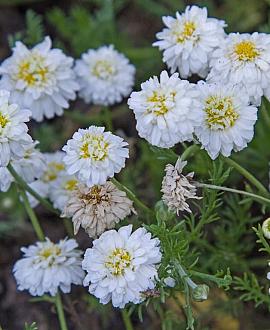 Chamaemelum nobile 'Treneague' Pot 9 cm