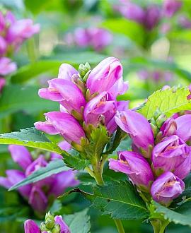 Chelone obliqua Pot 9 cm