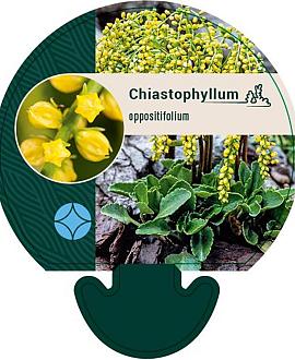Chiastophyllum oppositifolium Pot 9 cm
