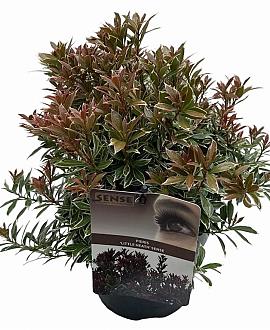Pieris jap. 'Little Heath' Pot 2 Liter