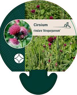 Cirsium rivulare 'Atropurpureum' Pot 9 cm