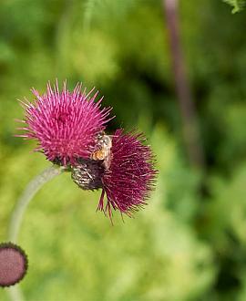Cirsium rivulare 'Atropurpureum' Pot 9 cm