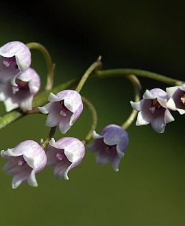 Convallaria maj. 'Rosea' Pot 9 cm