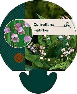 Convallaria maj. 'Rosea' Pot 9 cm