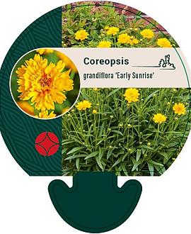 Coreopsis gr. 'Early Sunrise' Pot 9 cm