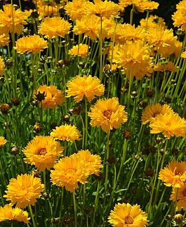 Coreopsis gr. 'Early Sunrise' Pot 9 cm
