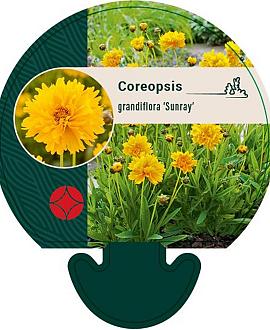 Coreopsis gr. 'Sunray' Pot 9 cm