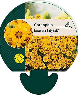 Coreopsis lanceolata 'Baby Gold' Pot 9 cm