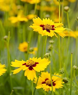 Coreopsis lanceolata 'Sterntaler' Pot 9 cm