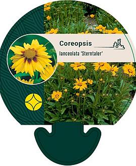Coreopsis lanceolata 'Sterntaler' Pot 9 cm