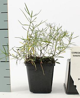 Coreopsis r. 'American Dream' Pot 9 cm