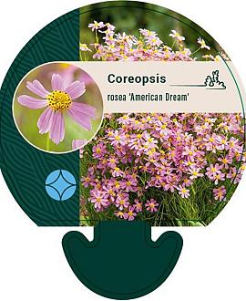 Coreopsis r. 'American Dream' Pot 9 cm