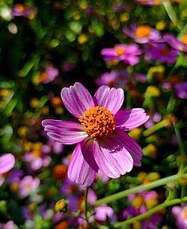 Coreopsis r. 'American Dream' Pot 9 cm