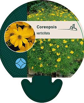 Coreopsis verticillata Pot 9 cm