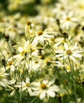 Coreopsis vert. 'Moonbeam' Pot 9 cm