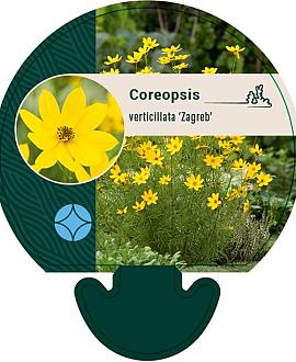 Coreopsis vert. 'Zagreb' Pot 9 cm