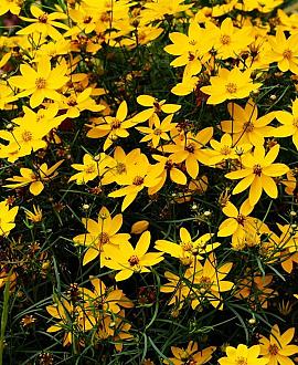 Coreopsis vert. 'Zagreb' Pot 9 cm