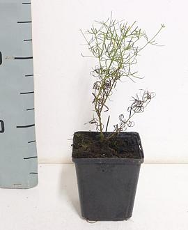 Coreopsis vert. 'Zagreb' Pot 9 cm