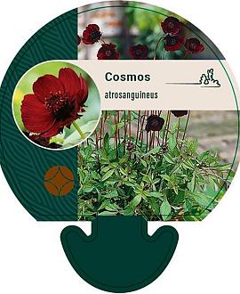 Cosmos atrosanguineus Pot 9 cm