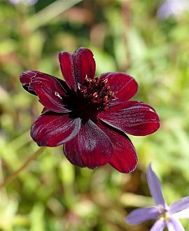 Cosmos atrosanguineus Pot 9 cm