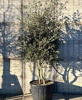 Quercus ilex Pot 230 Liter 200 - 250 cm Meerstammig