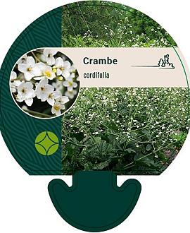 Crambe cordifolia Pot 9 cm