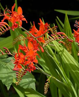 Crocosmia 'Emily McKenzie' Pot 9 cm