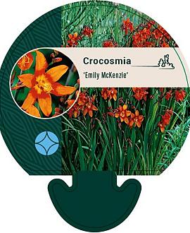 Crocosmia 'Emily McKenzie' Pot 9 cm
