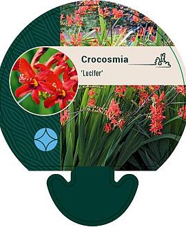 Crocosmia 'Lucifer' Pot 9 cm